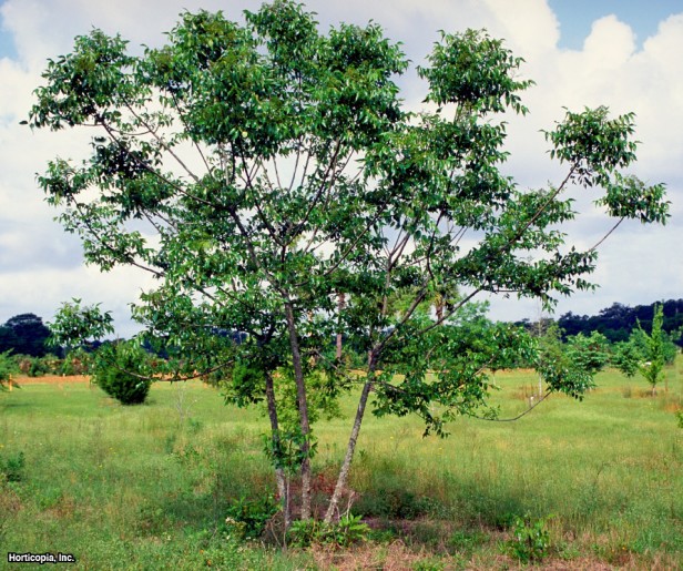 Güney Dikenli Dişbudak
