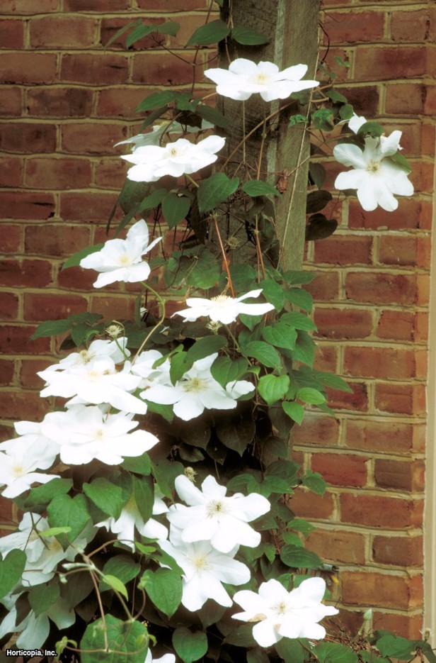 Jackman yabanasması