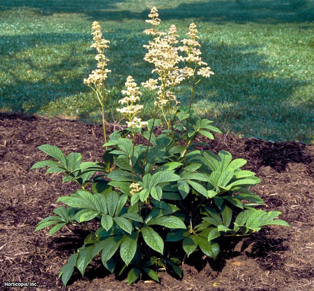 Parmak Yaprağı Rodgers Çiçeği