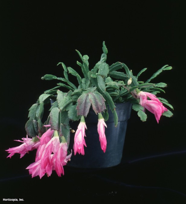 Şükran Günü Kaktüsü