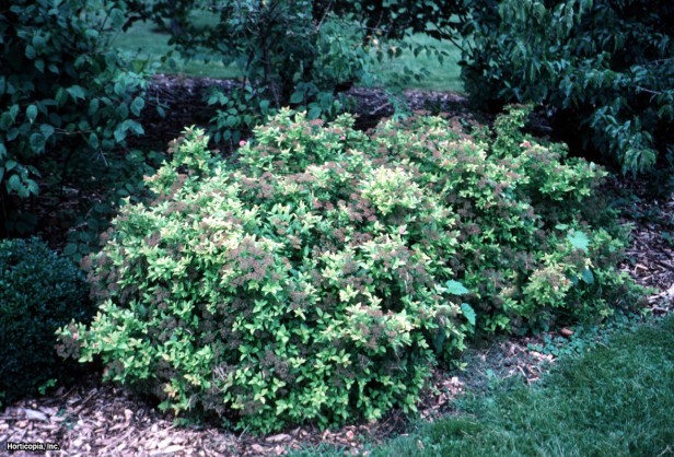 Japonca Spirea