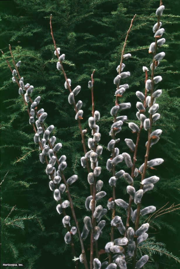 Japon Amcık Söğüt