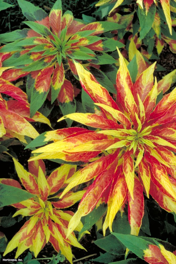 Yaz Atatürk çiçeği