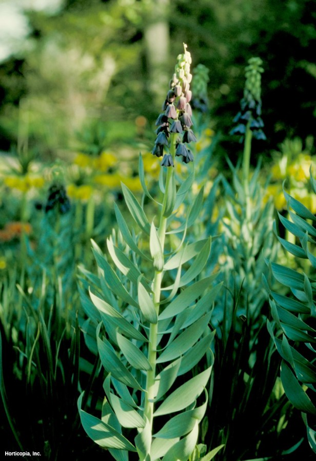 Farsça Fritillary