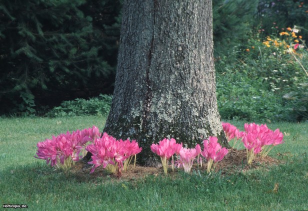 Gösterişli Colchicum