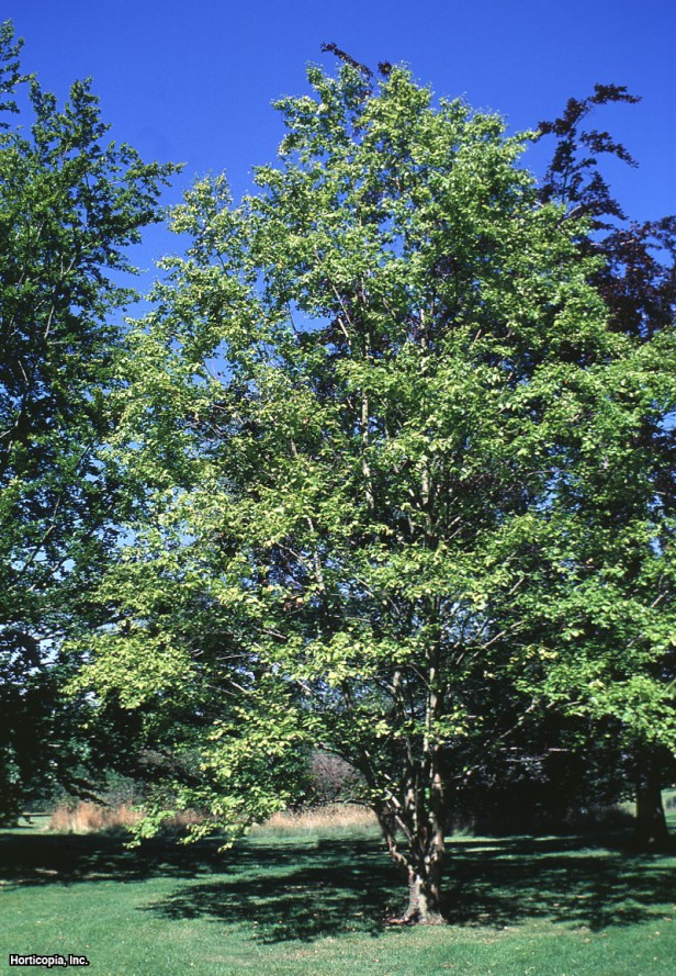 bataklık huş ağacı