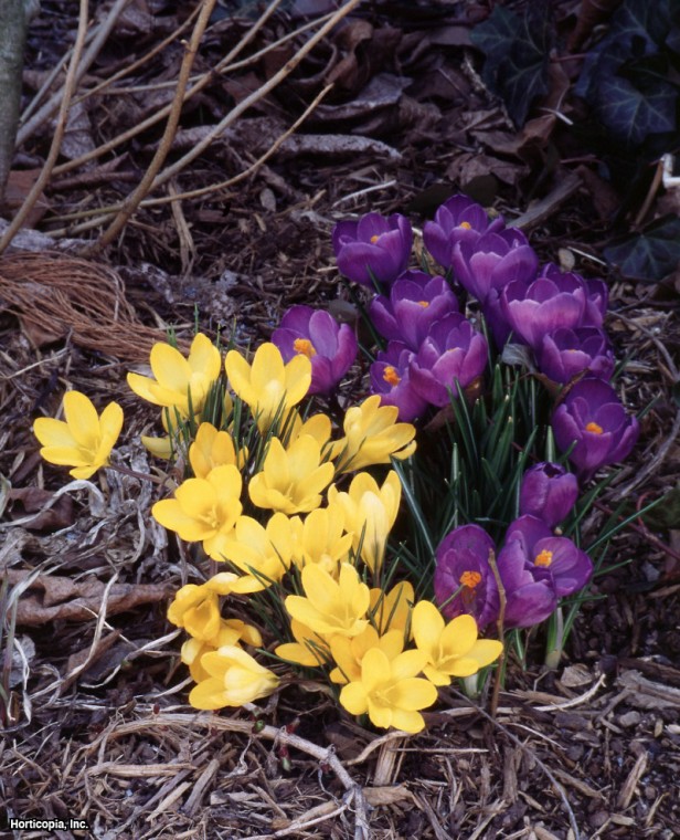 Hollandalı Çiğdem