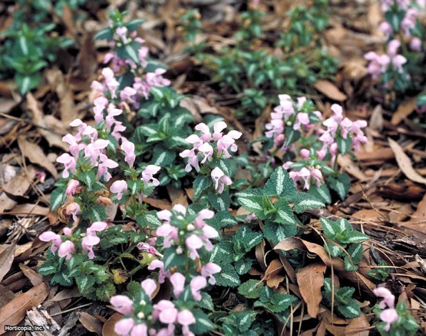 Benekli Isırgan Otu