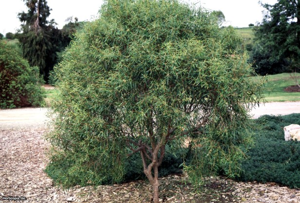 Dar Yapraklı Pittosporum