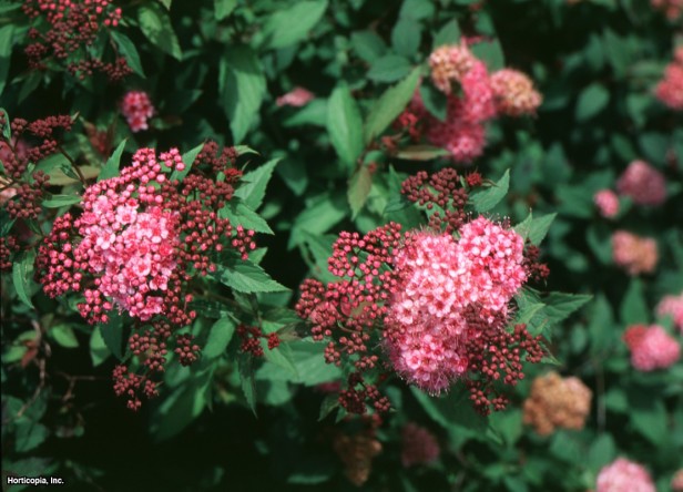 Japonca Spirea