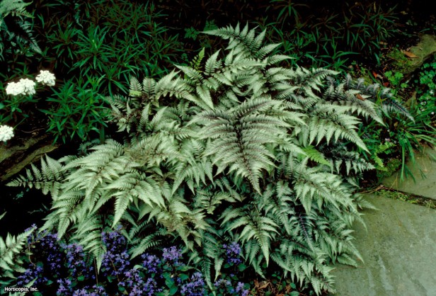 Japon Gümüş Boyalı Eğreltiotu