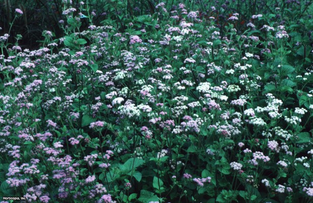 Bahçe Ageratum