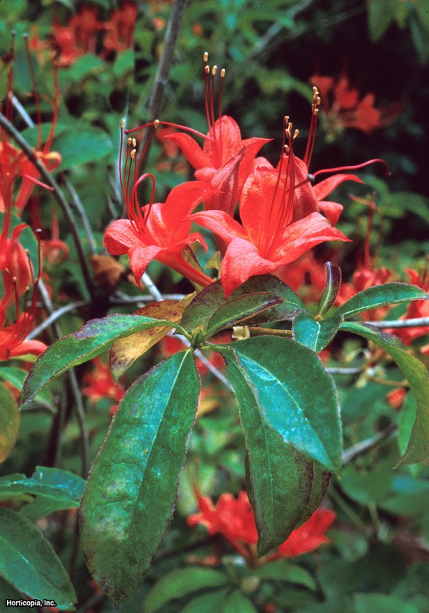 erik yaprağı açelya