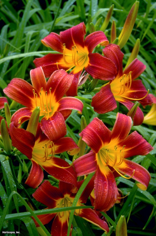Daylily