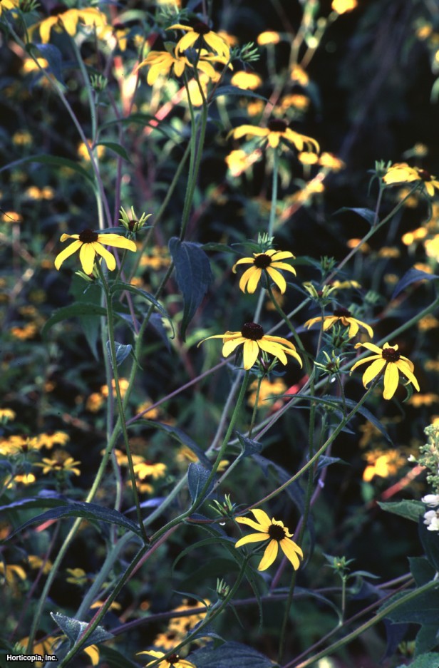 Üç loblu Coneflower