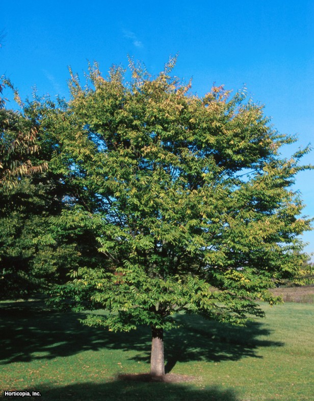 Japon Zelkova
