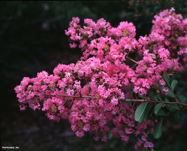 Crapemyrtle