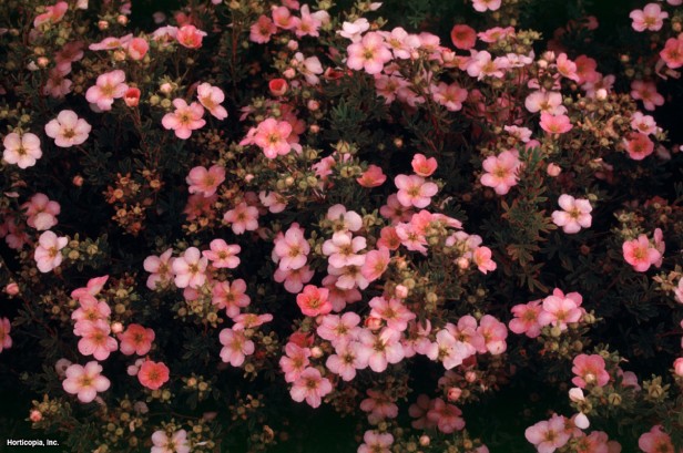 Çalı beşparmakotu