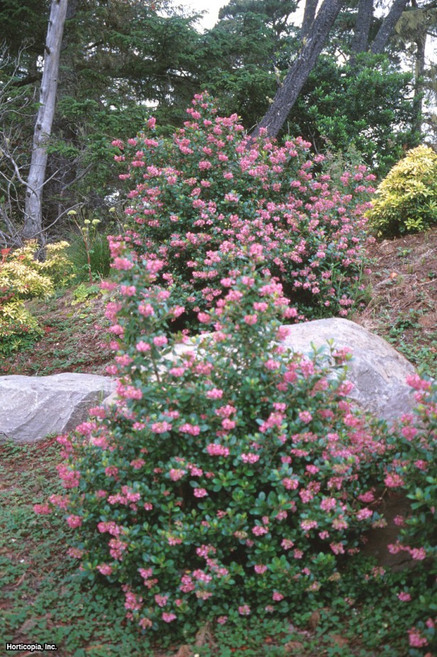 Pembe Prenses Escallonia