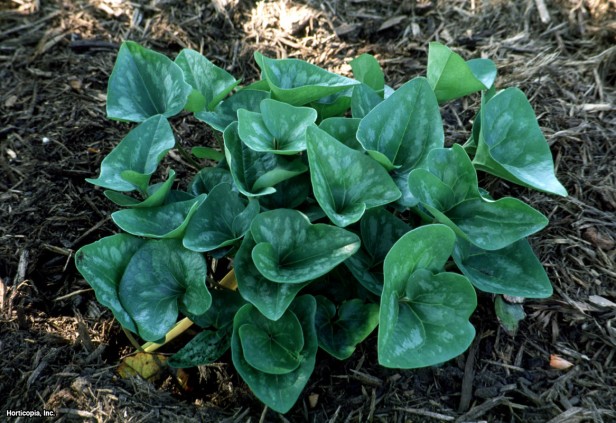 Benekli Yabani Zencefil