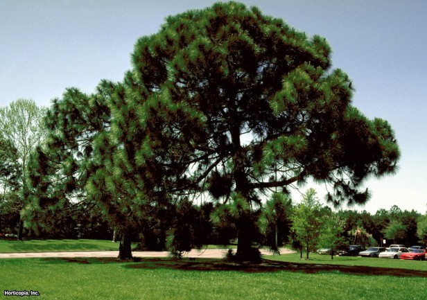 Güney Florida Slash Pine