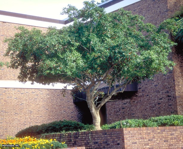 Yuvarlak Yaprak Çobanpüskülü