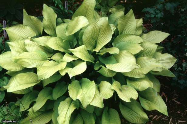 Hosta