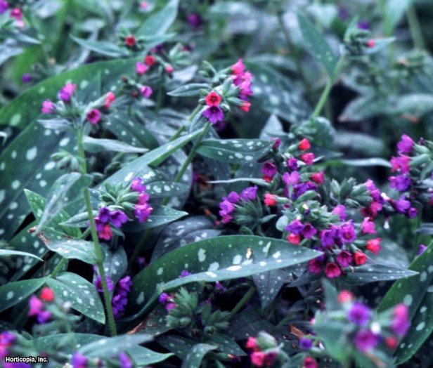 Uzun Yapraklı Akciğer Otu