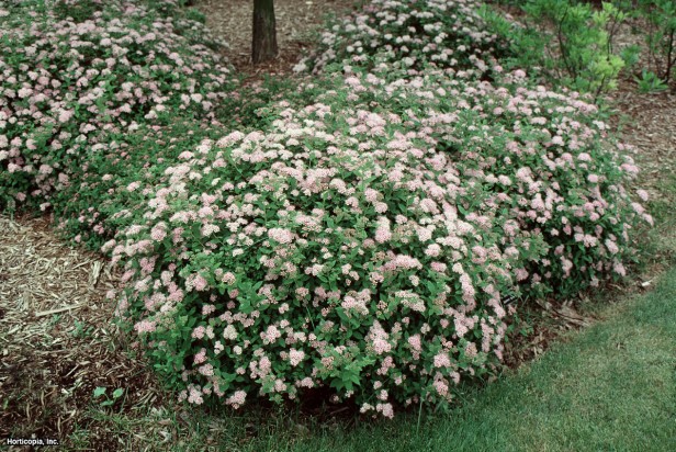 Japonca Spirea