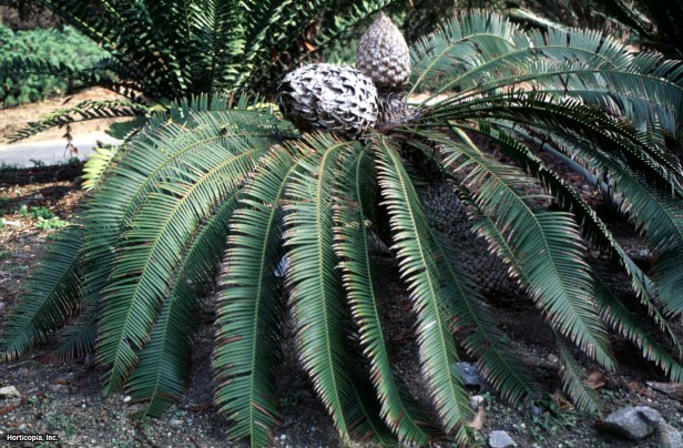 Dioon