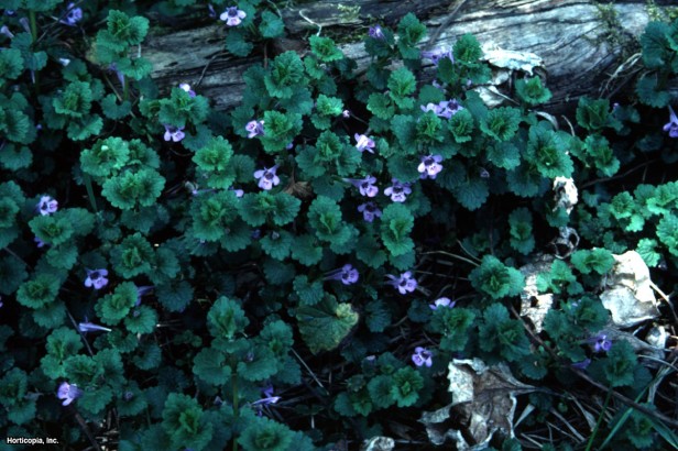 Öğütülmüş Sarmaşık