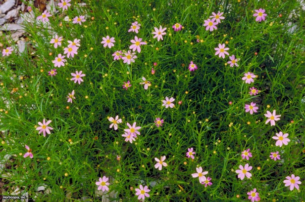 Pembe İplik Yaprağı Coreopsis