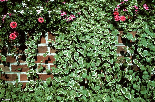 büyük deniz salyangozu