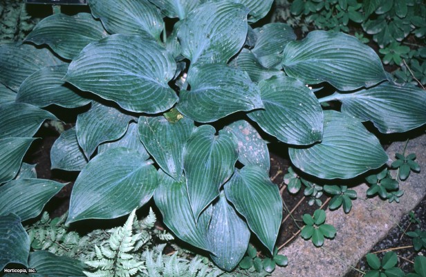 Hosta