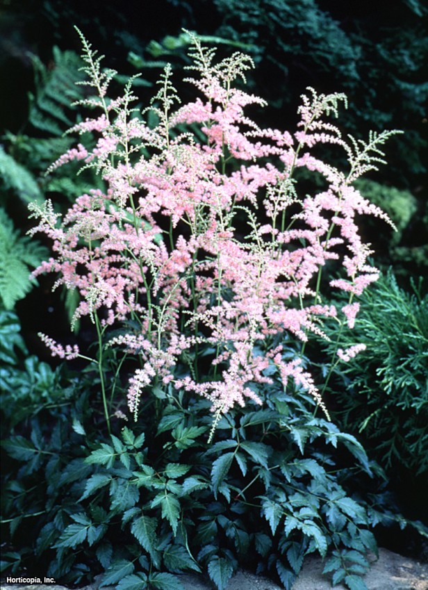 Cüce Astilbe
