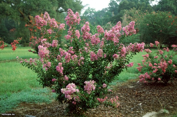 Crapemyrtle