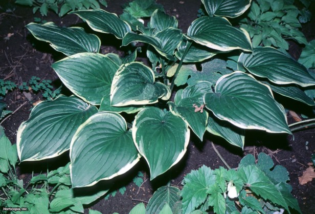 Hosta