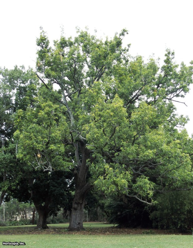 Testere Dişli Meşe