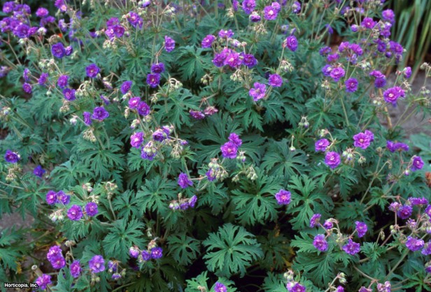 çayır turna gagası