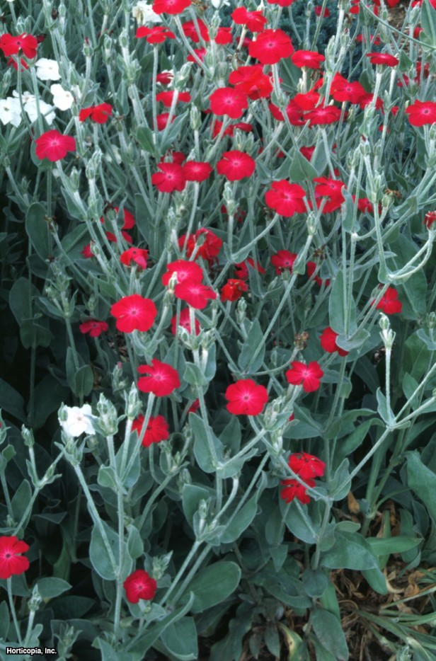 sığırkuyruğu pembesi