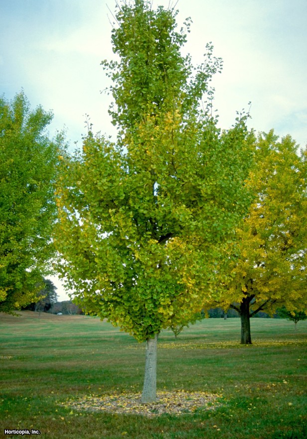 Ginkgo