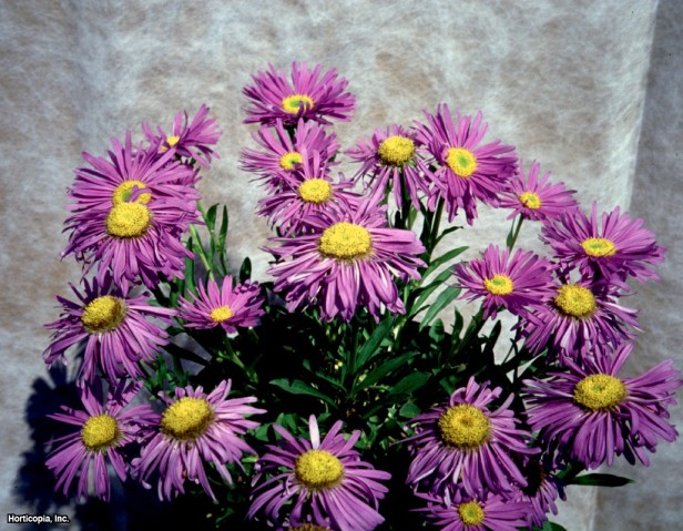 Doğu Hint Adaları Aster