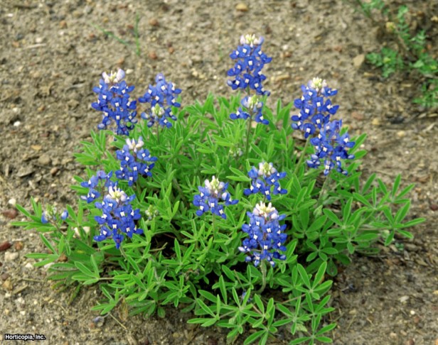 Teksas Bluebonnet