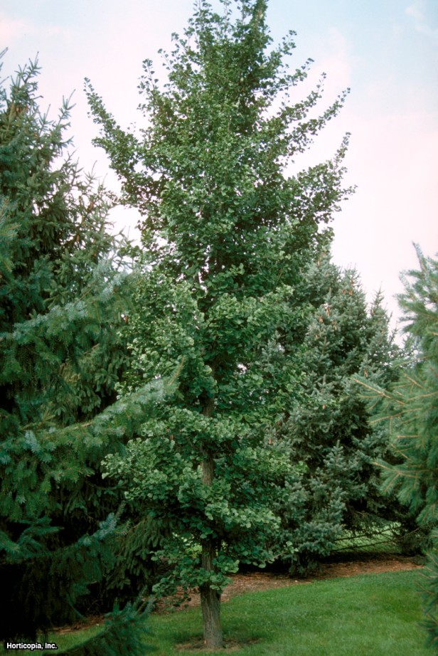 Ginkgo