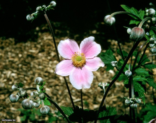 Hardy Üzüm Yaprağı Anemon