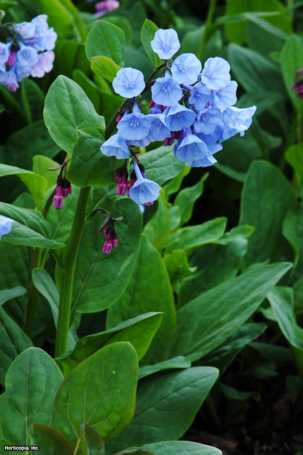 Virginia Bluebells