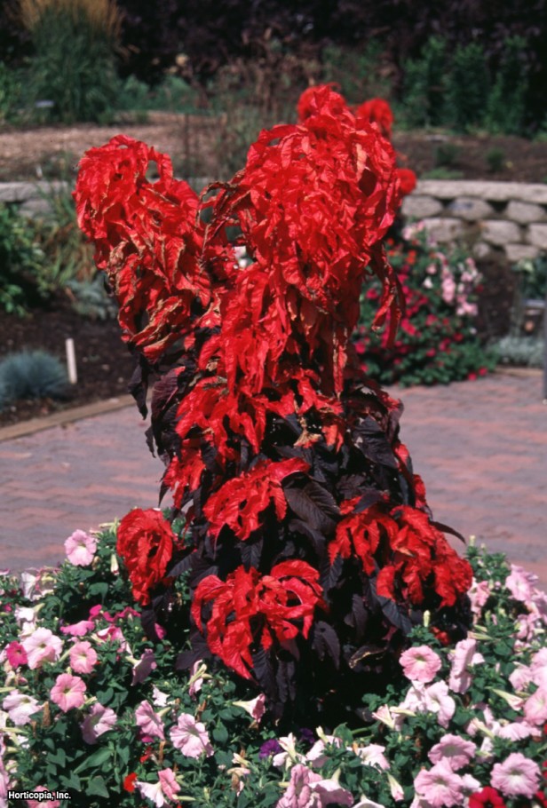 Yaz Atatürk çiçeği