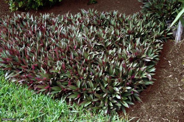 İstiridye Fabrikası