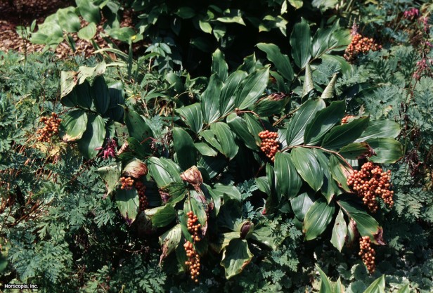 Sahte Süleyman Mührü