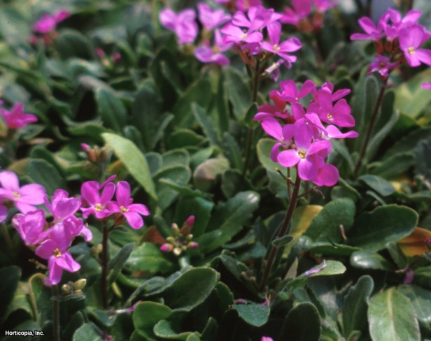 Saçaklı Kaya teresi